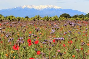 Prairie couverte de fleurs champêtres et de vignes ; en arrière-plan, le mont Canigou enneigé - France, Europe.