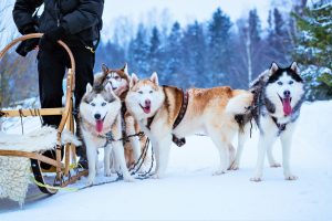 Incontournables de la Finlande : Chiens de traîneau husky en hiver, un jour de neige