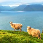 Vue matinale sur les îles Féroé d'été avec deux moutons au premier plan. Île de Kalsoy, Danemark. Photographie de paysage