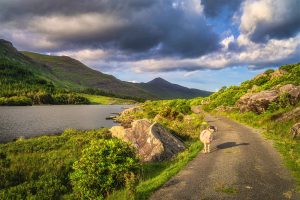 Road trip en Irlande : Un mouton ou un bélier dit baa alors qu'il se tient sur une route de campagne sinueuse dans la Black Valley au coucher du soleil, montagnes MacGillycuddys Reeks, Ring of Kerry, Irlande.