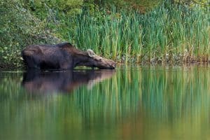 Les incontournables du Canada : Orignal - Une femelle boit de l'eau en se tenant dans un marais. Reflets de l'eau sur l'animal et sur les buissons et les roseaux en arrière-plan.