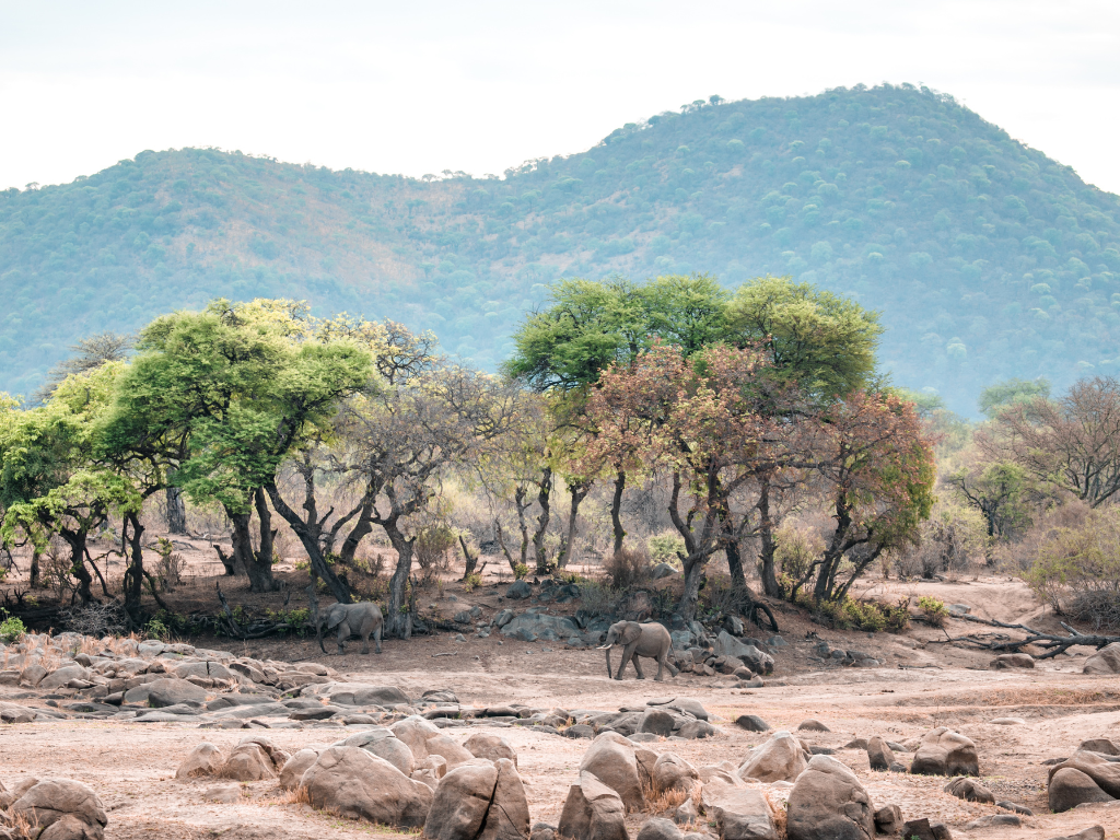 Voyage en Afrique - safari en Tanzanie © LA GIRAFE QUI VOLE