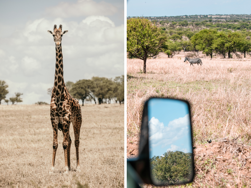 Voyage en Afrique - Safari en Tanzanie - Copyright LA GIRAFE QUI VOLE