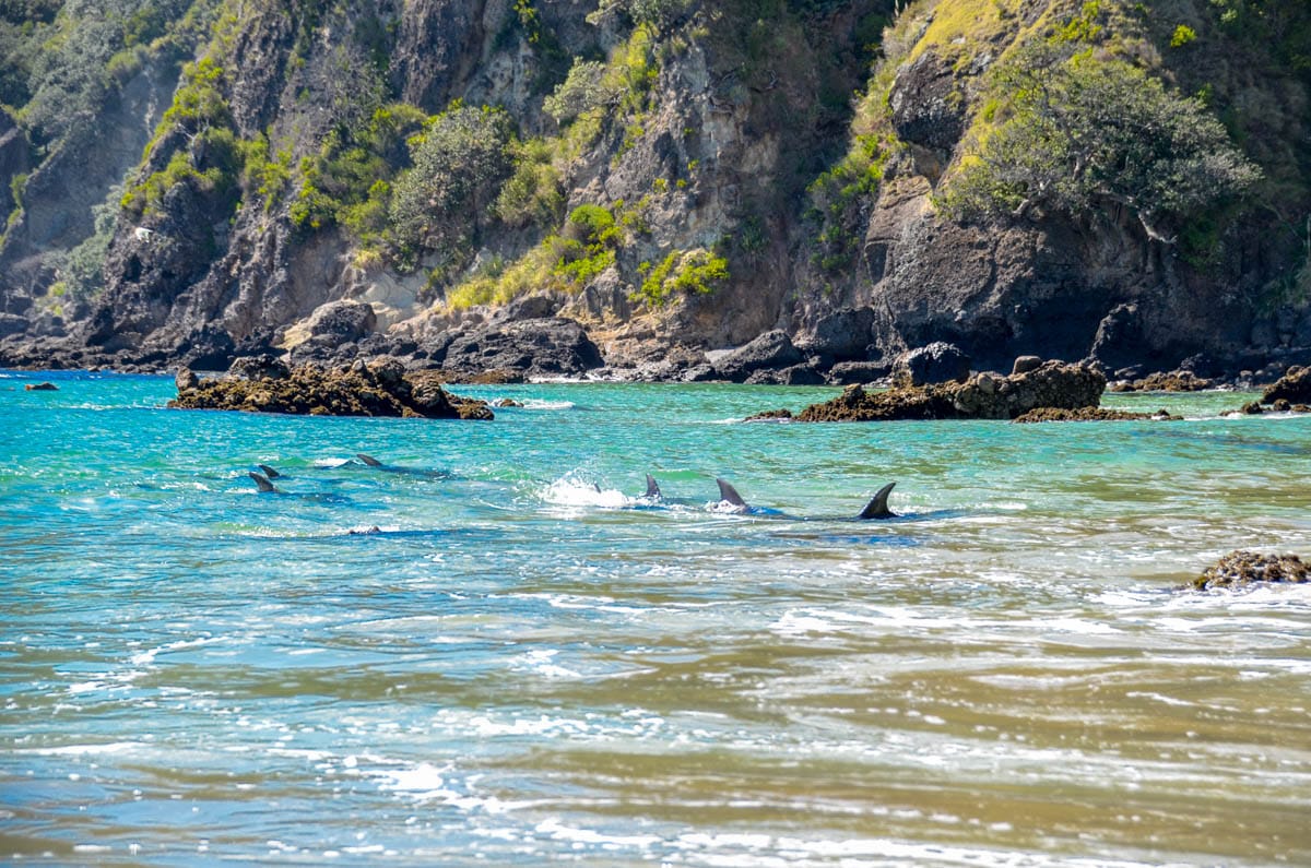 Dauphins à Taupō Bay, Nouvelle-Zélande