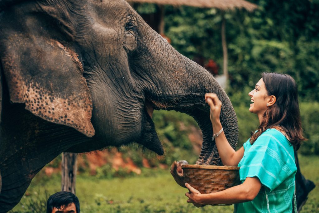 Profiter des éléphants à Chiang Mai grâce au workation